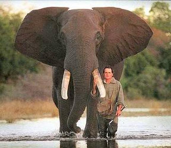   https://davidjrodger.files.wordpress.com/2012/04/1986-peter-davies-saves-a-bull-elephant-photo-of-man-walking-with-elephant-through-water.jpg
       